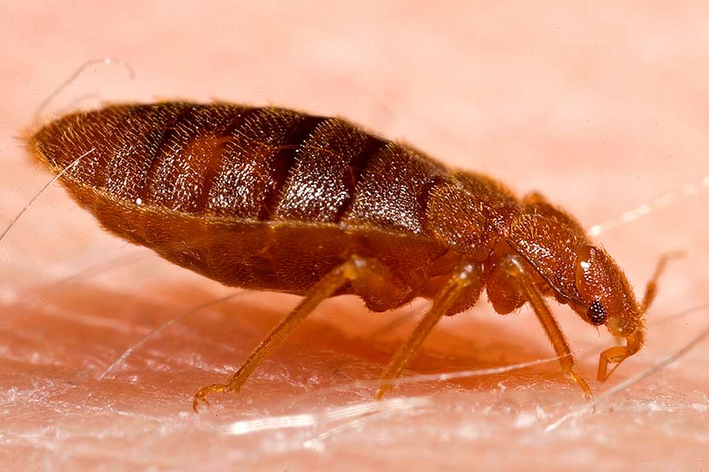 adult bed bug