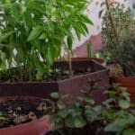 Plant Food & Fertilizer
