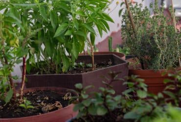 Plant Food & Fertilizer
