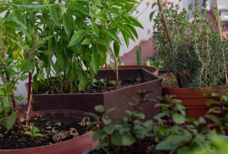 Plant Food & Fertilizer
