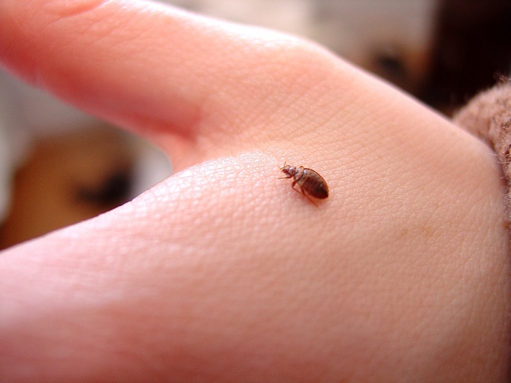 how to get rid of bed bugs