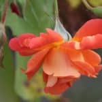 hanging roses upside down spiritual meaning