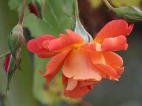 hanging roses upside down spiritual meaning